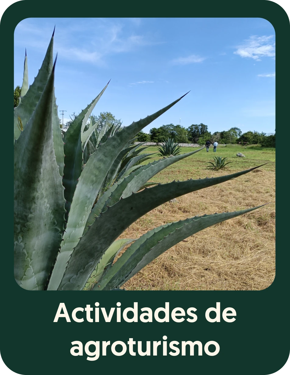Camino del Mayab 4